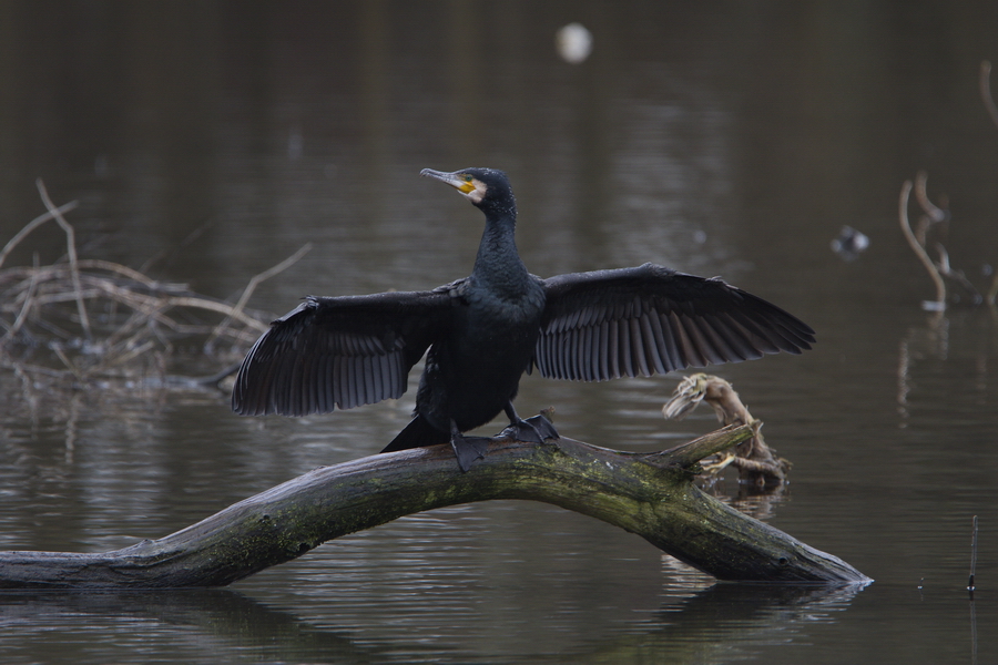 Kormoran