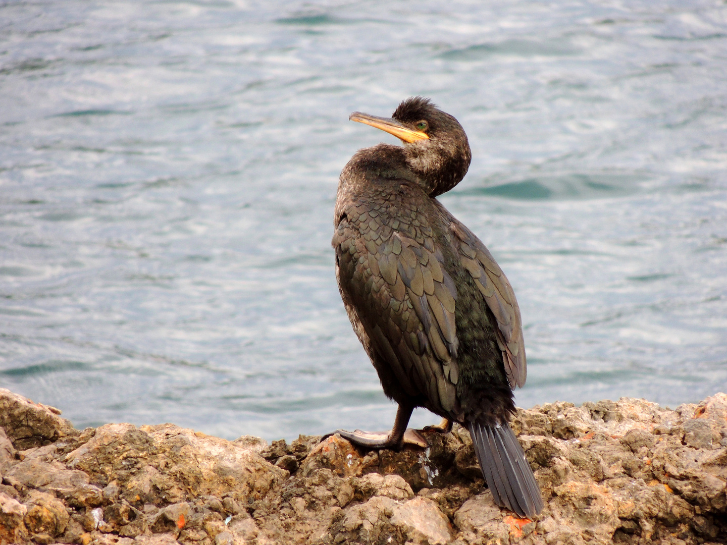 Kormoran