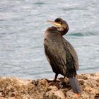 Kormoran