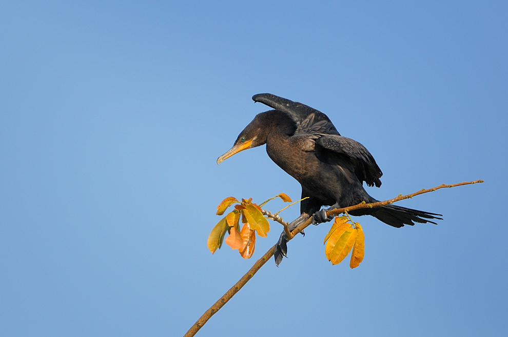 Kormoran