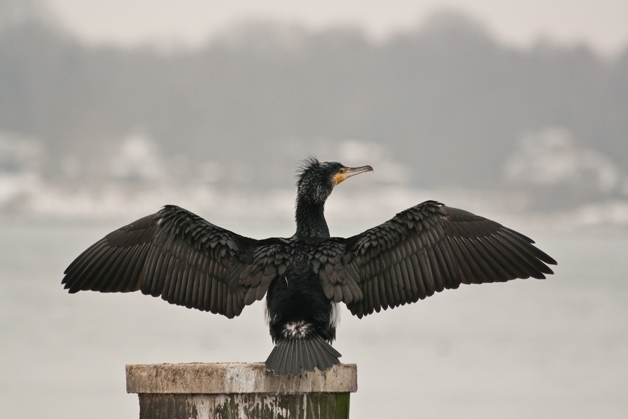 Kormoran die Dritte