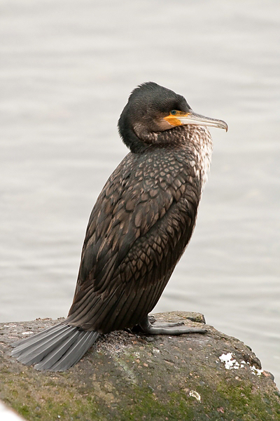 Kormoran die Fünfte