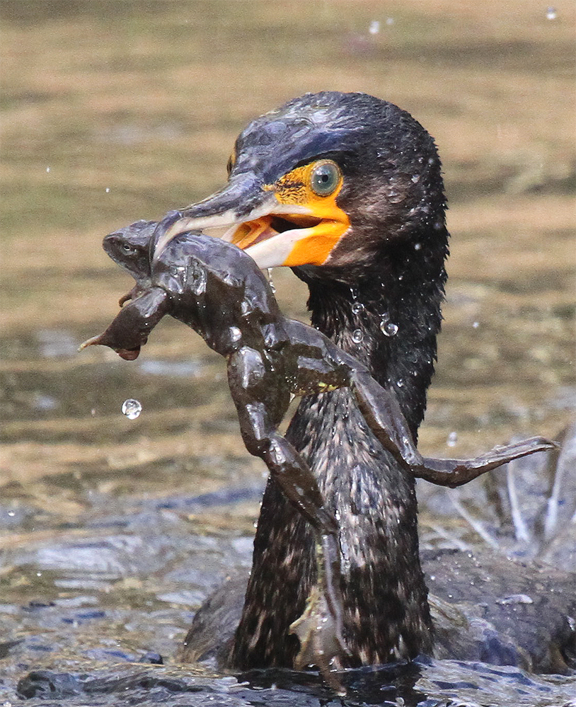 Kormoran - die sonderbare Wanderung der "Frösche"