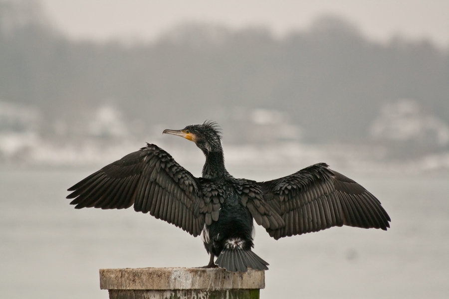 Kormoran die Vierte