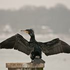 Kormoran die Vierte