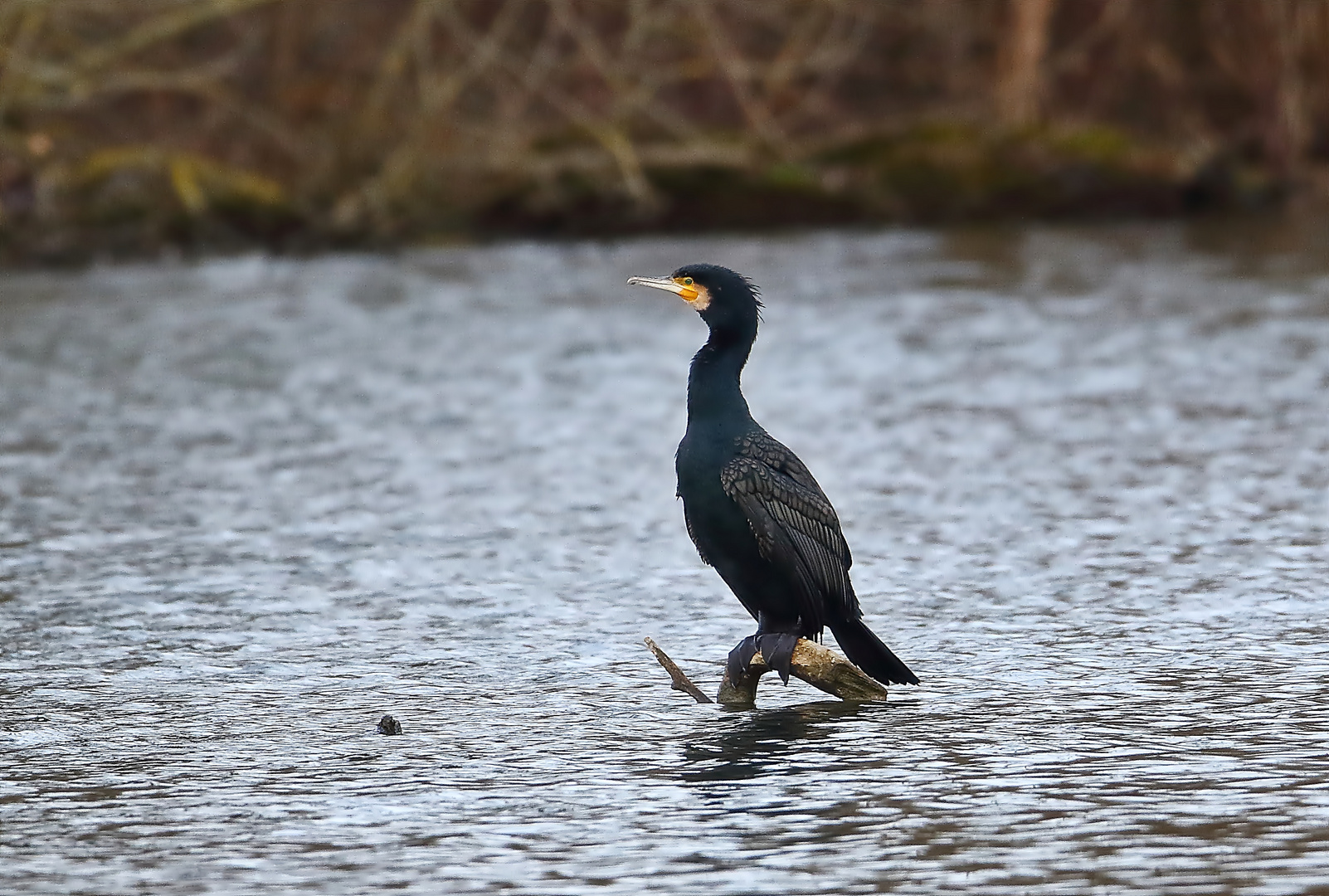 Kormoran- Doku!