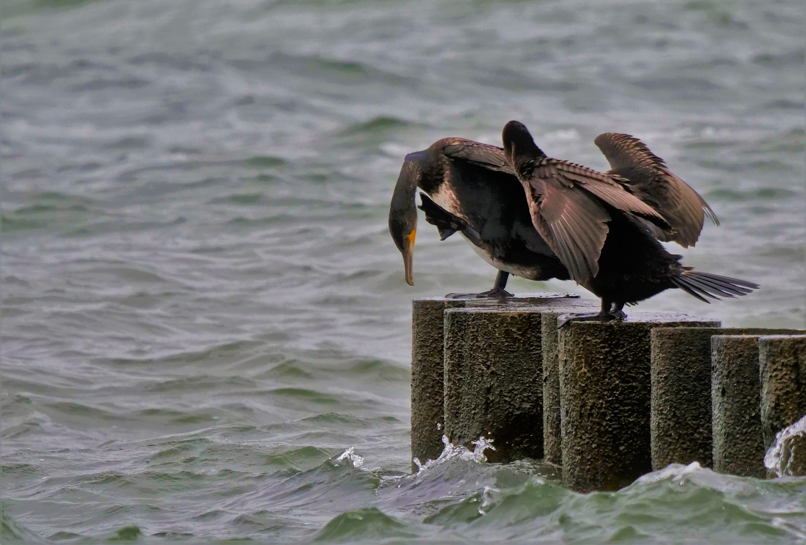 Kormoran