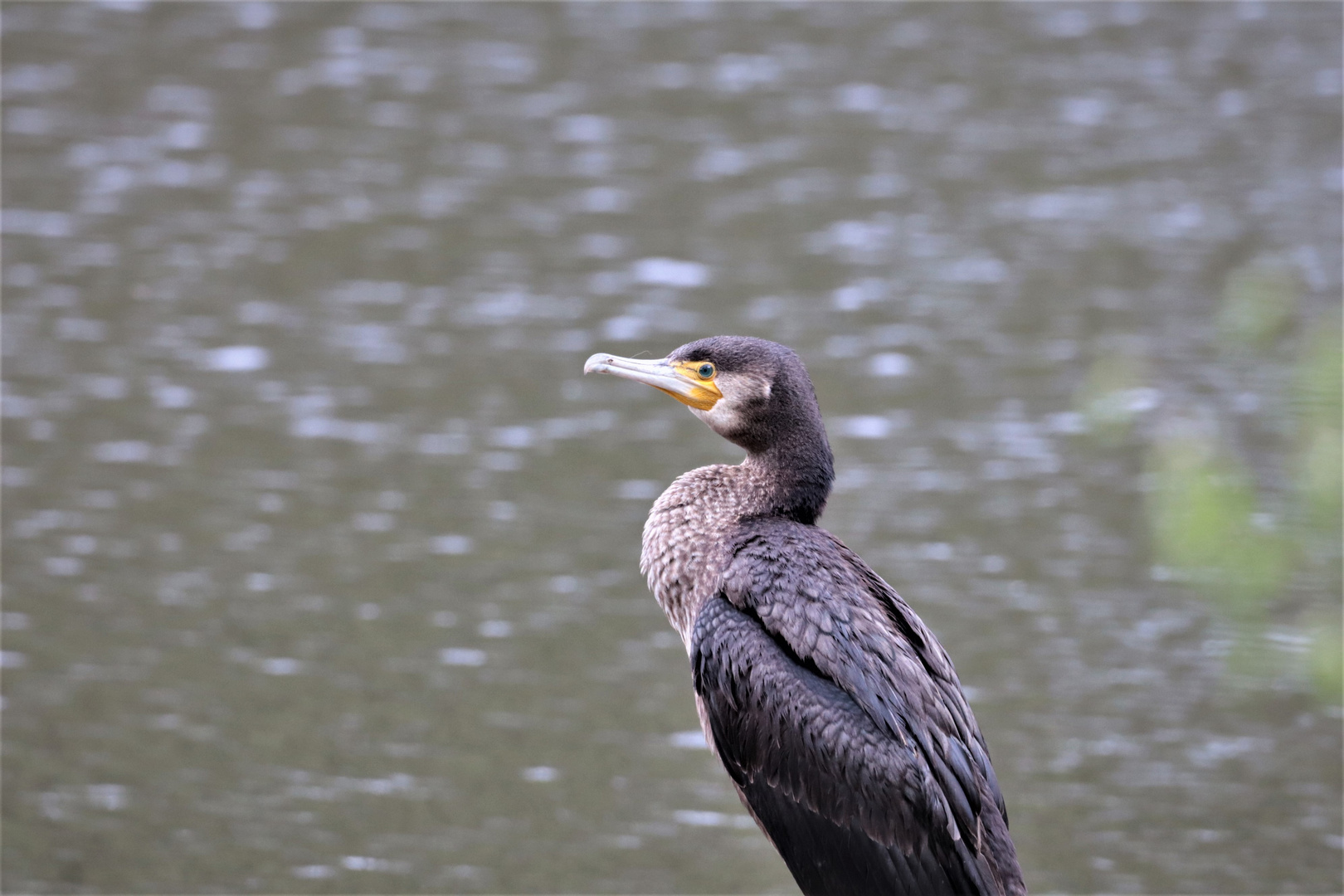 Kormoran..