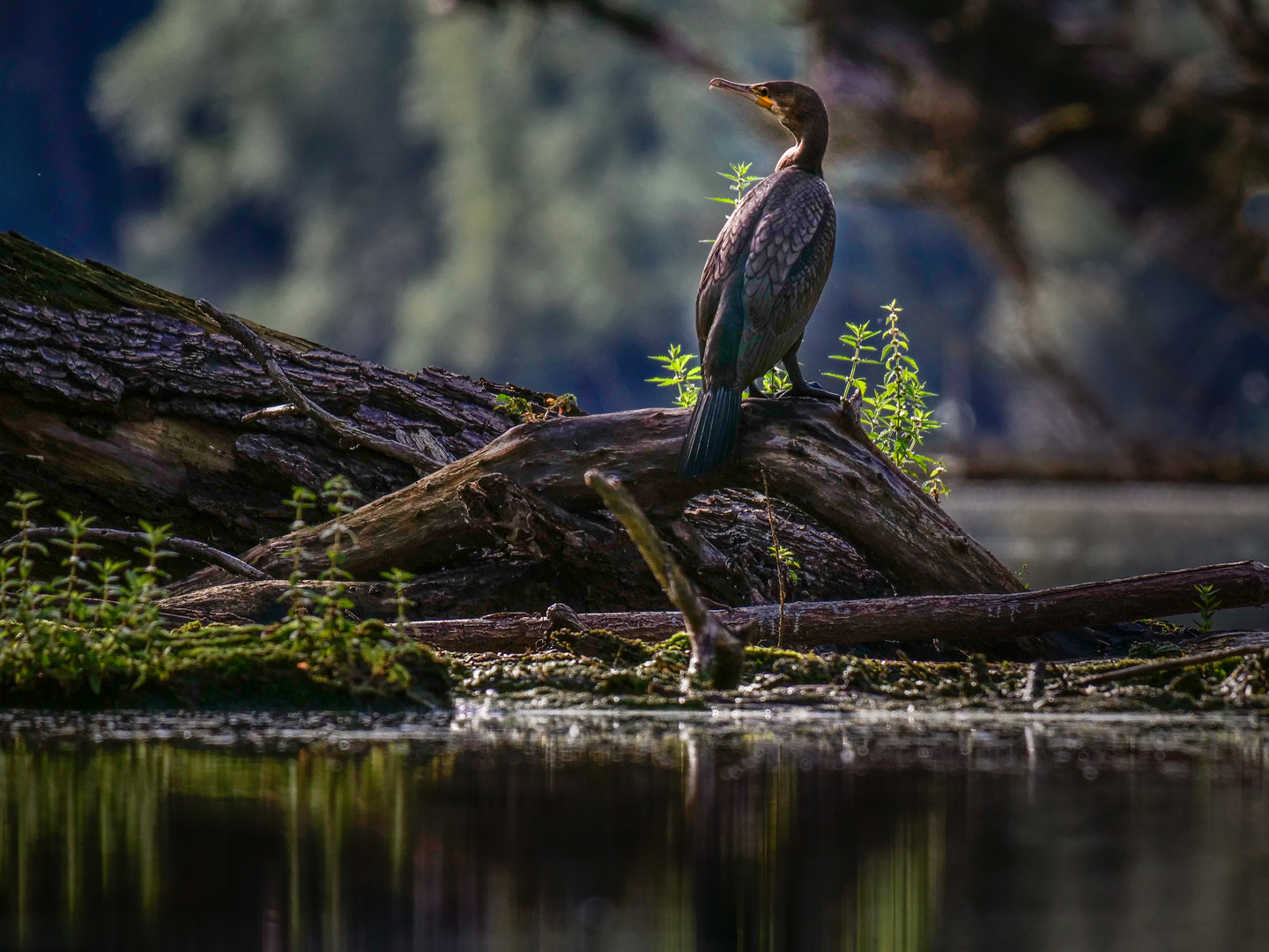 Kormoran