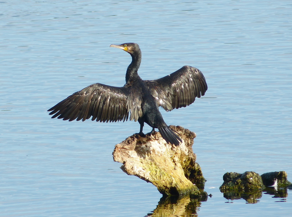 Kormoran