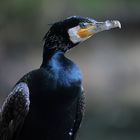 kormoran