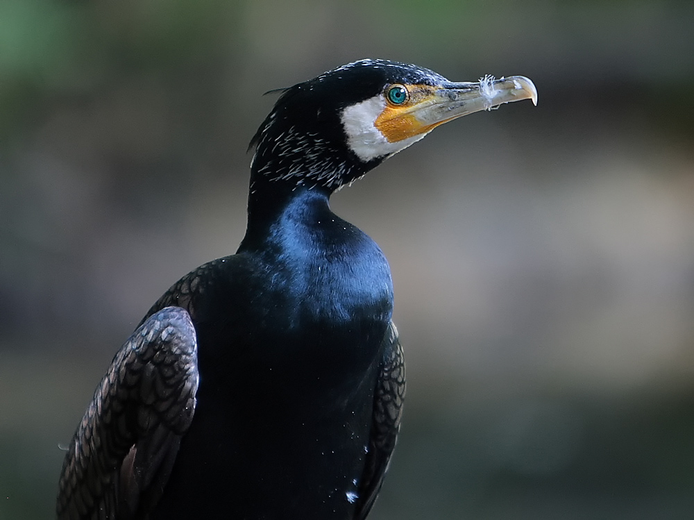 kormoran