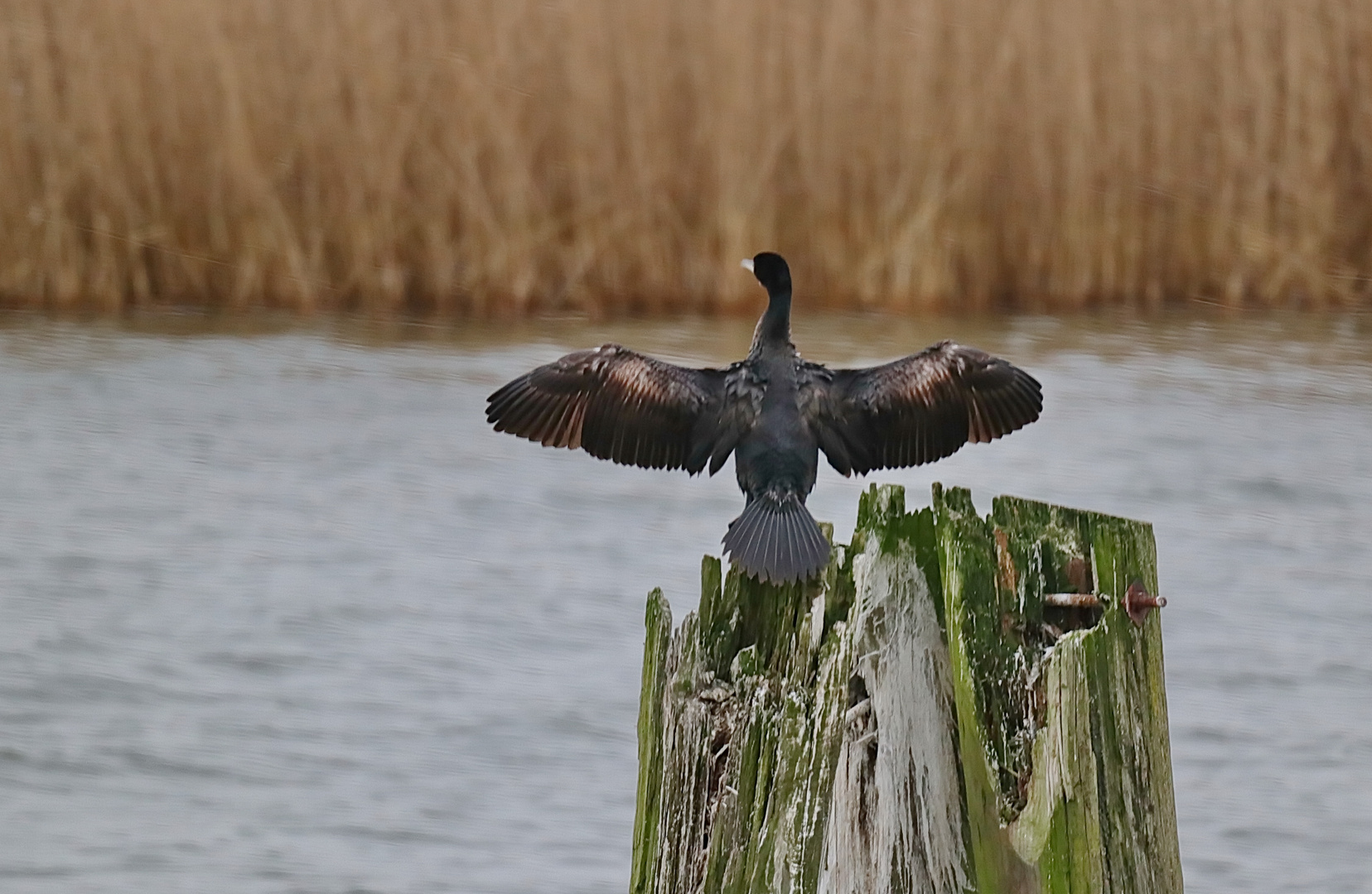 Kormoran