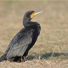 Kormoran