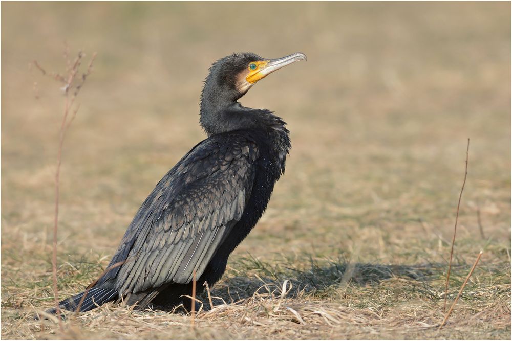 Kormoran