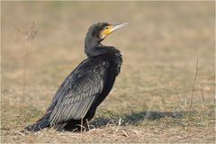 Kormoran