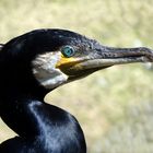 KORMORAN