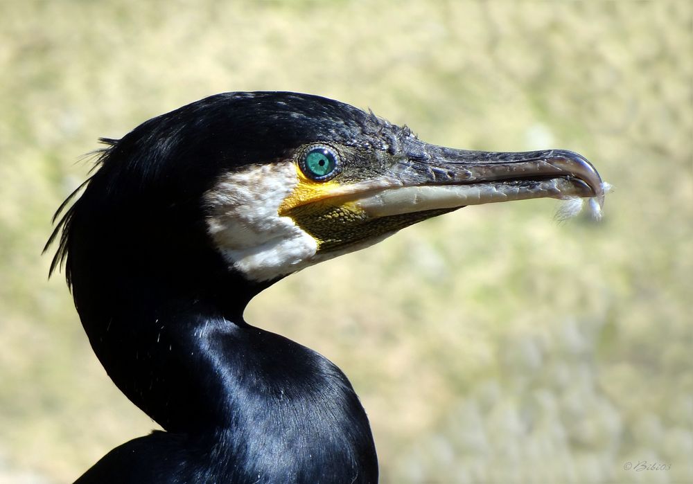 KORMORAN