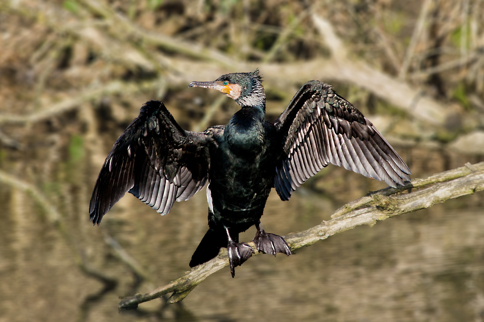 Kormoran