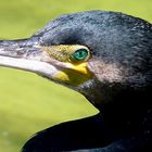 Kormoran