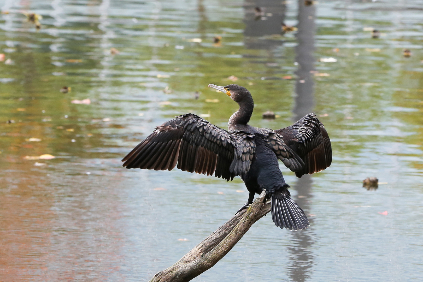 Kormoran 