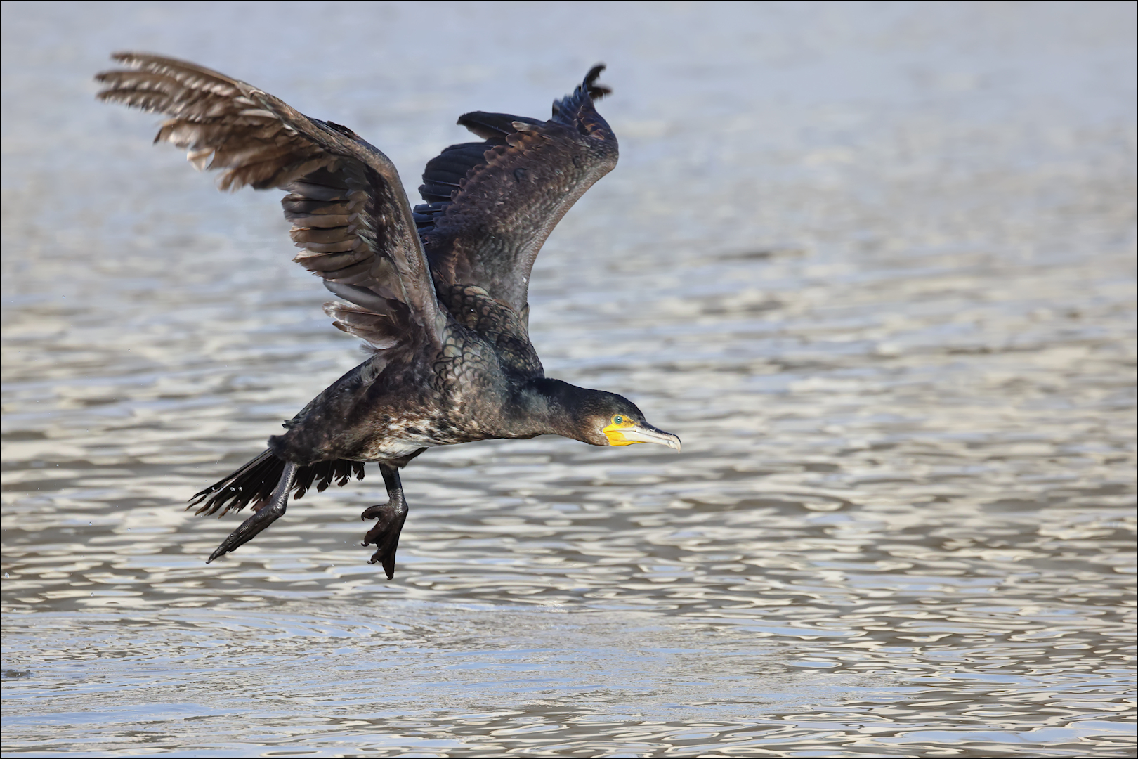 Kormoran