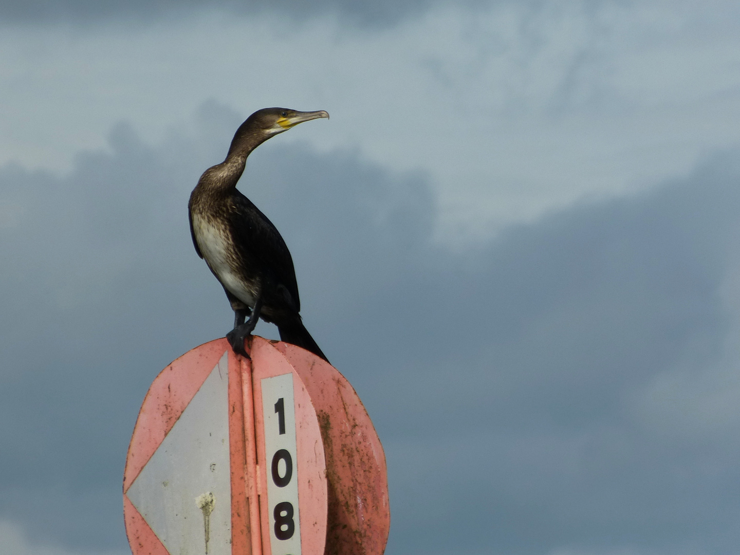 Kormoran