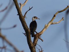 Kormoran