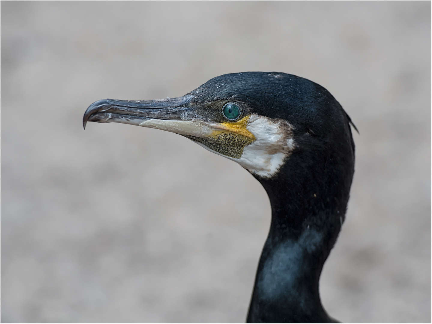 Kormoran