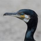 Kormoran