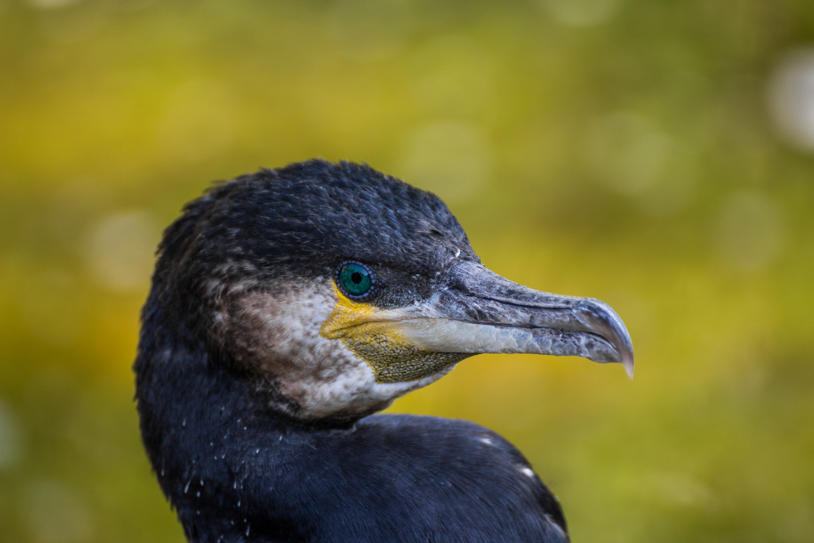 Kormoran