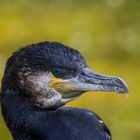 Kormoran