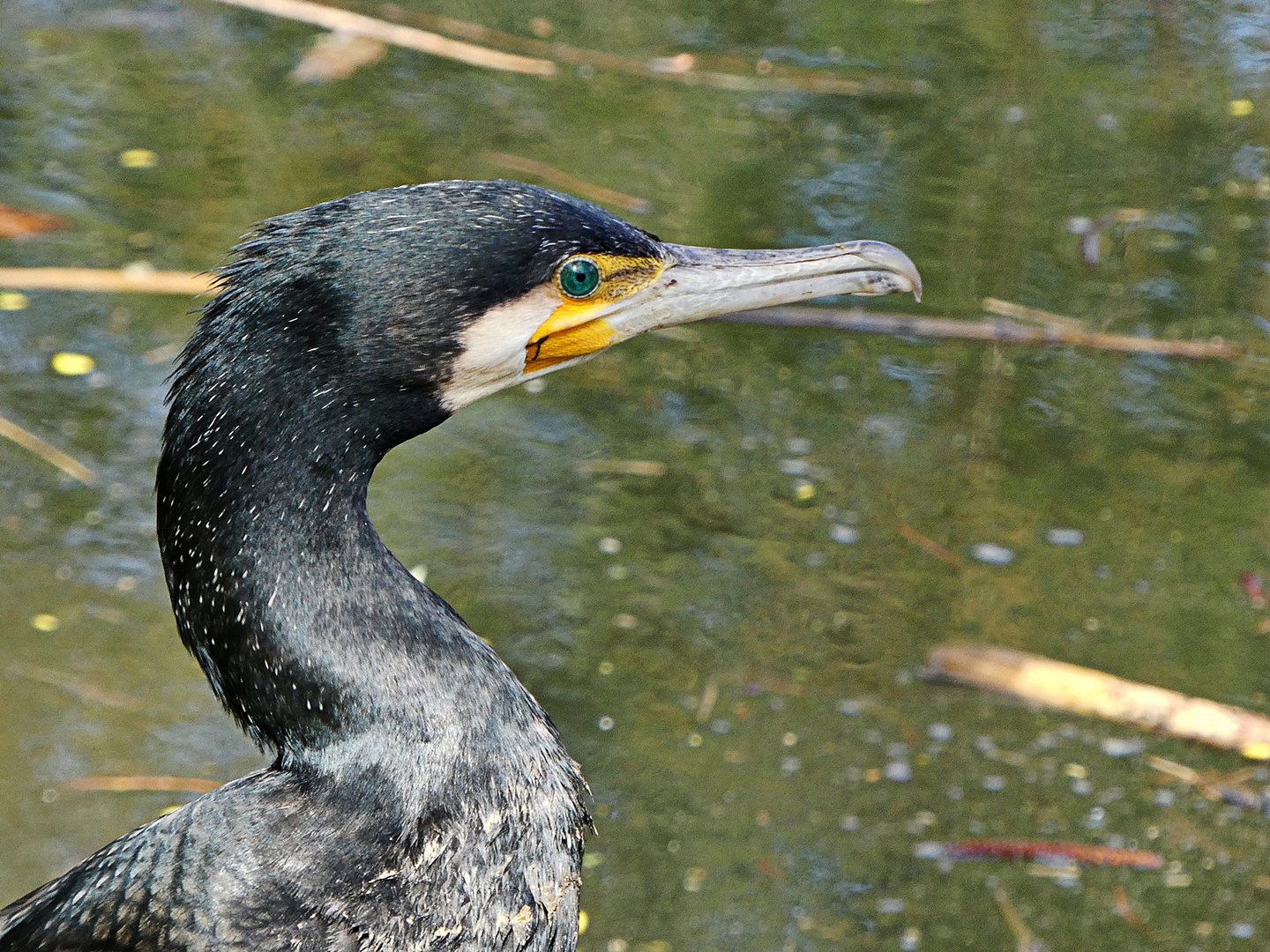 Kormoran