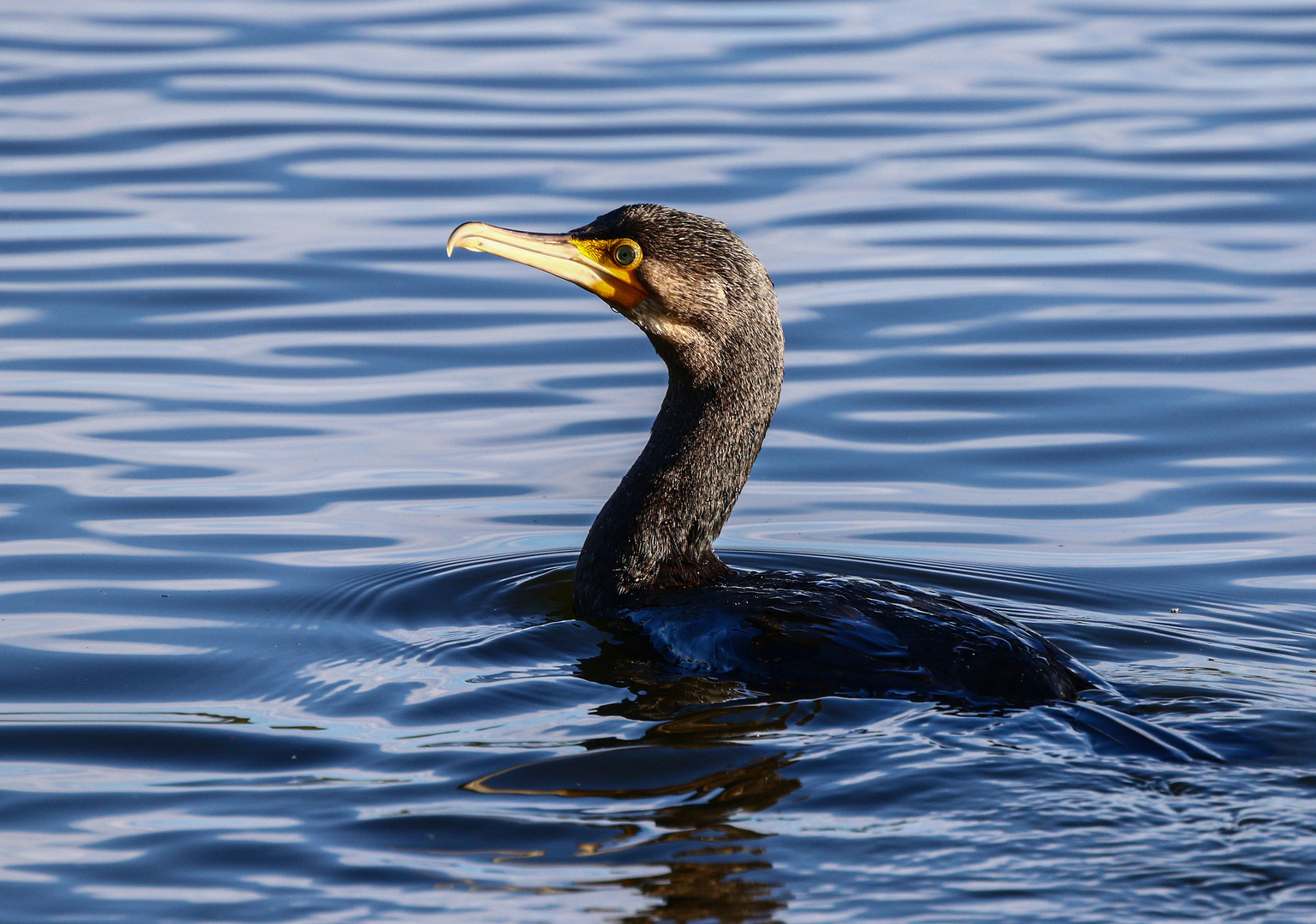 Kormoran Foto & Bild | natur, tiere, vögel Bilder auf fotocommunity