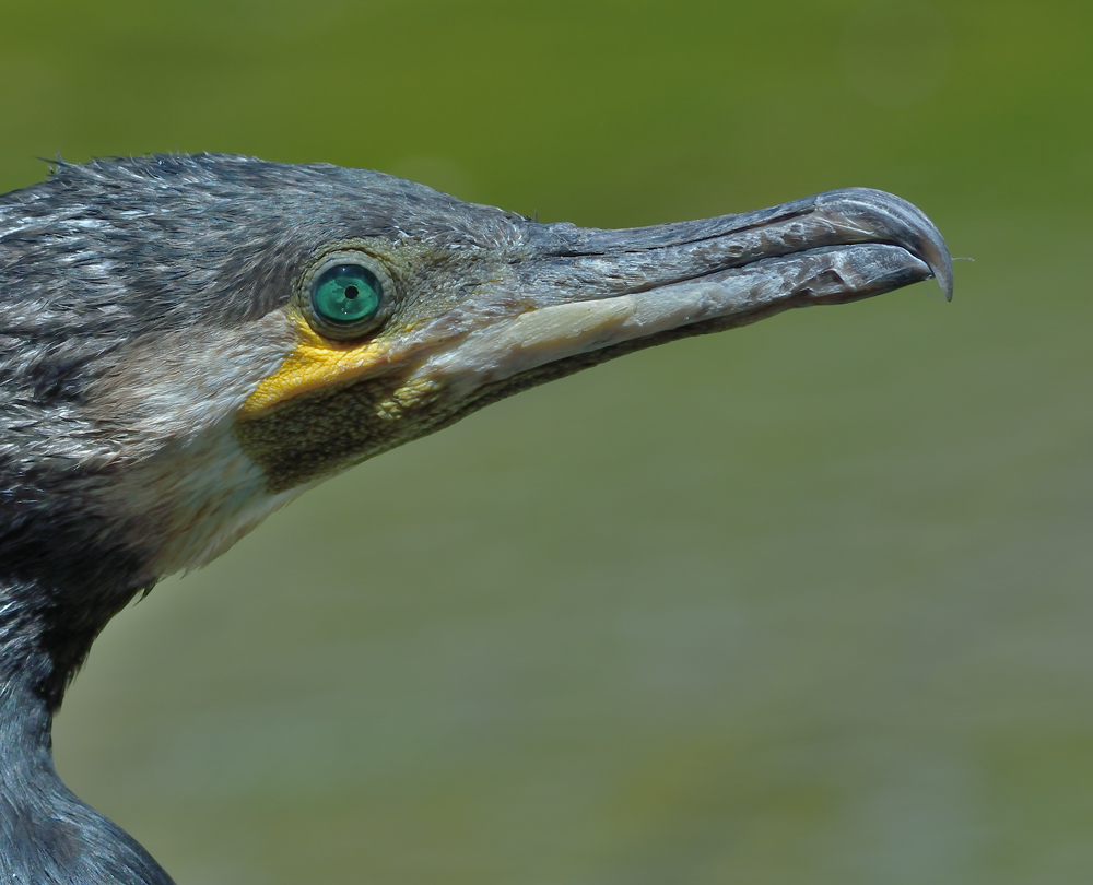 Kormoran