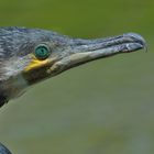 Kormoran