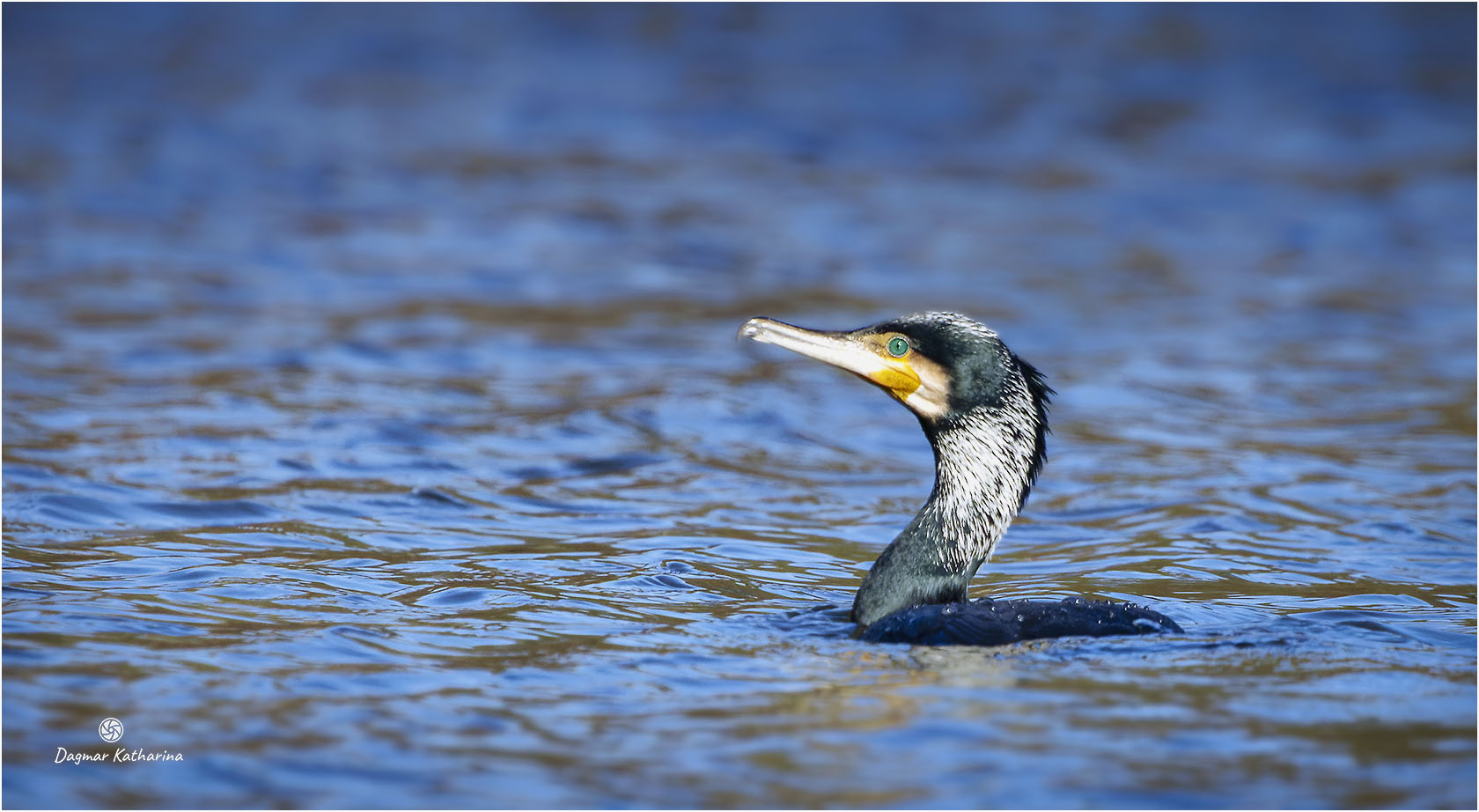 Kormoran 