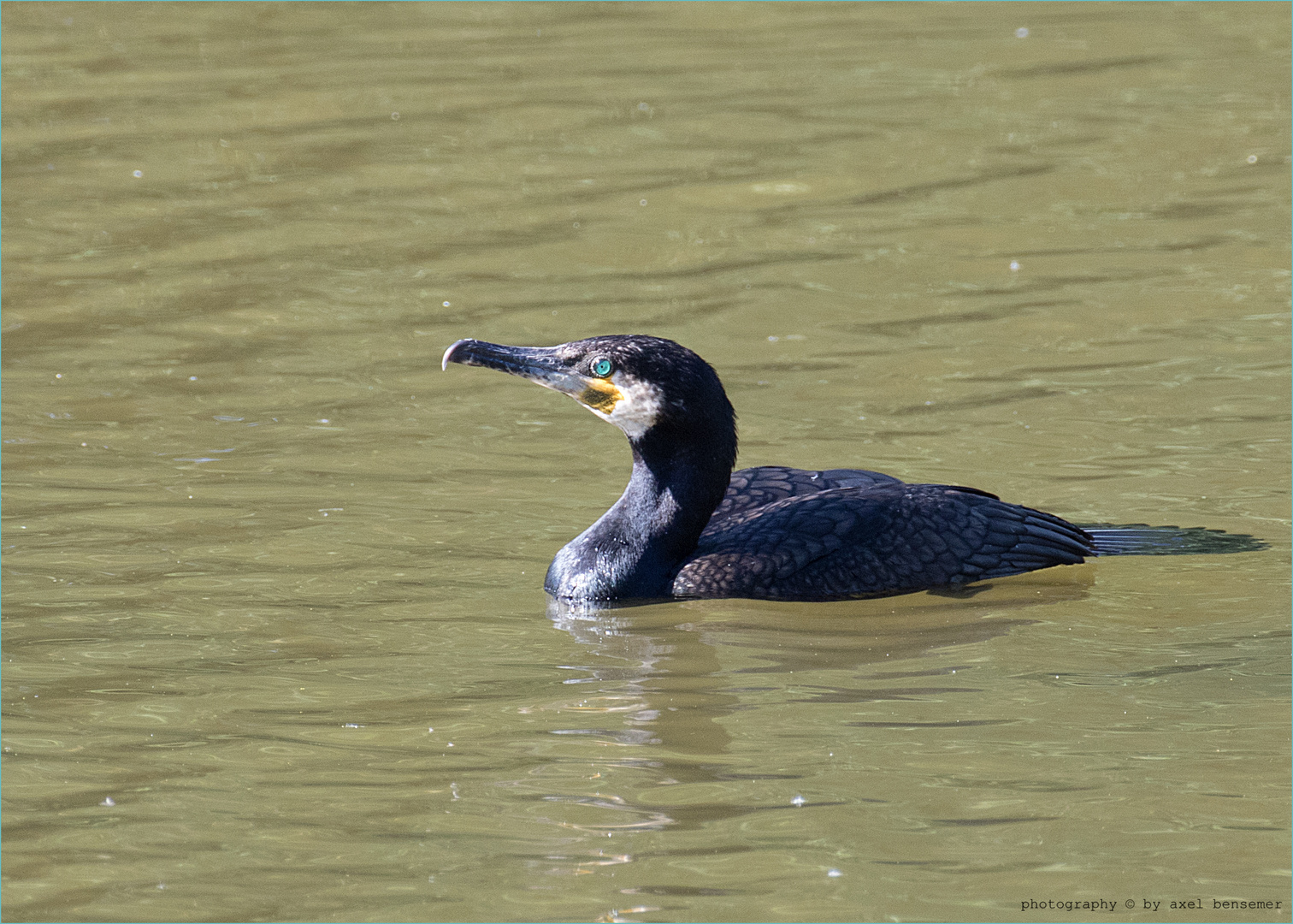 Kormoran