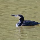 Kormoran