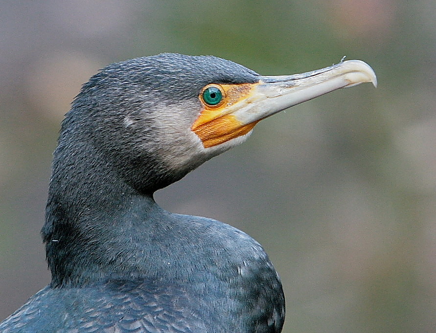 Kormoran