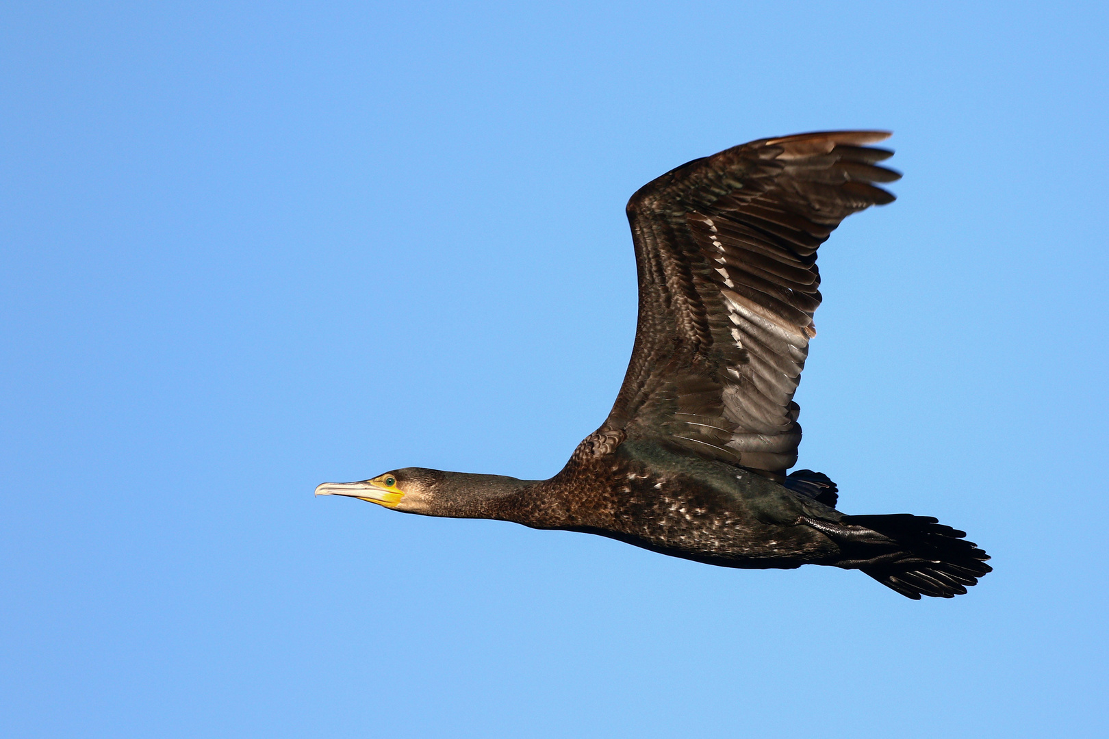 Kormoran