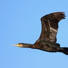 Kormoran