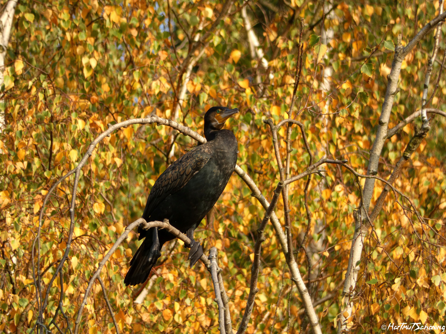 Kormoran