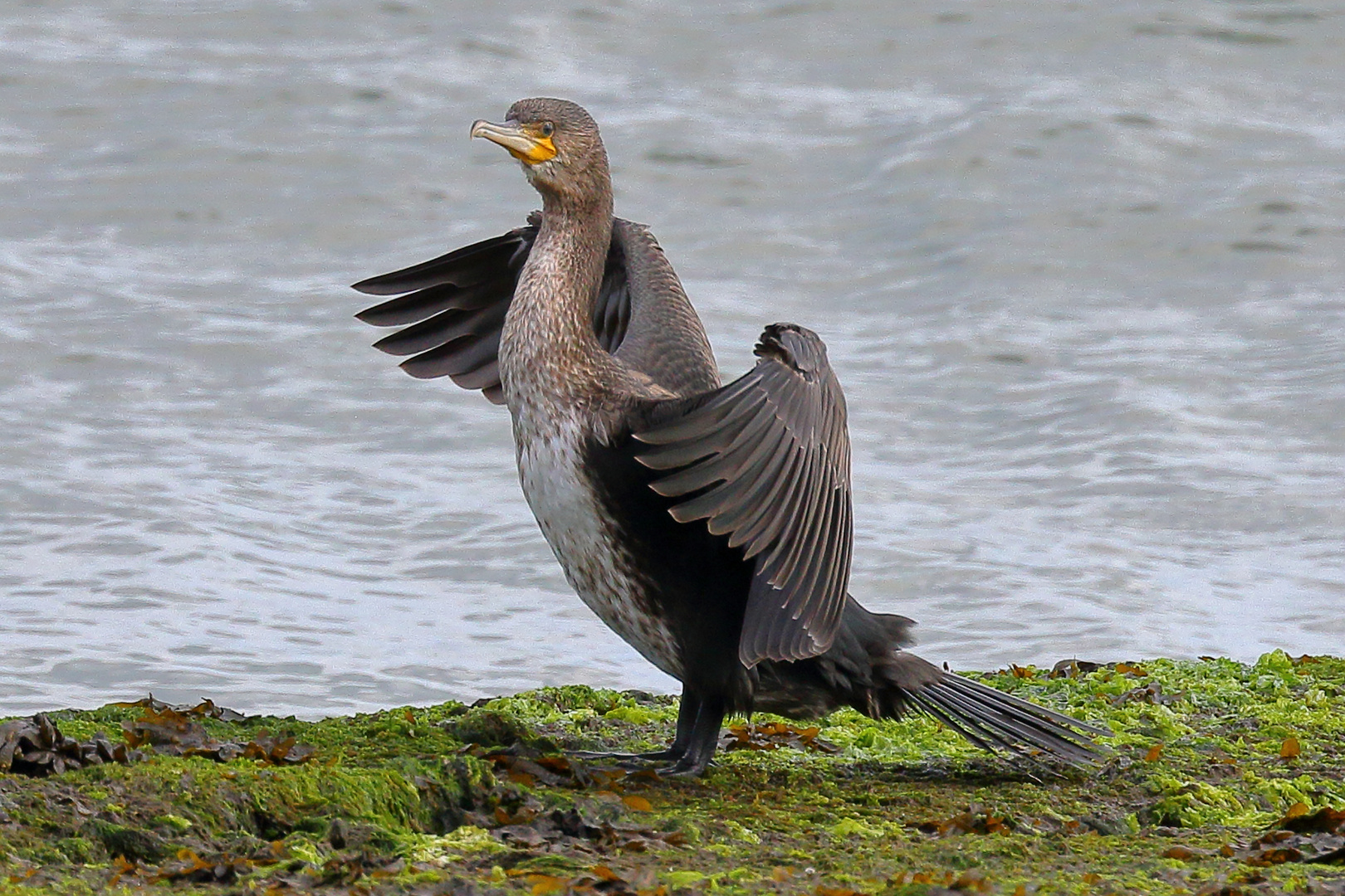 Kormoran