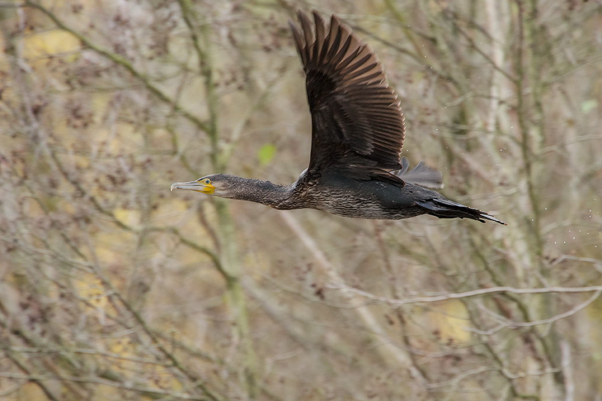 Kormoran