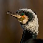 Kormoran 