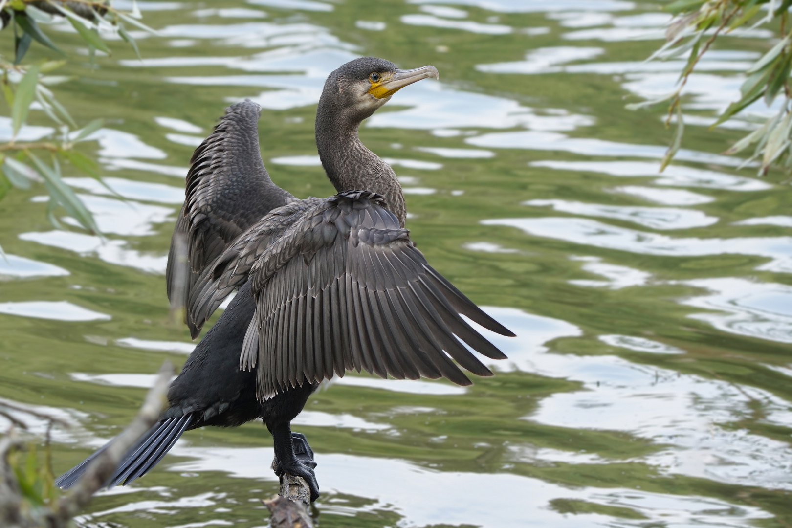 Kormoran