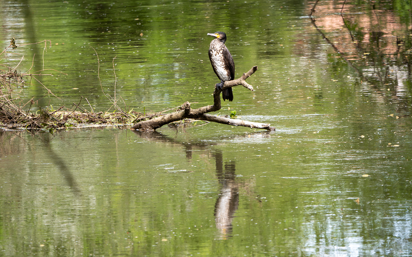 Kormoran