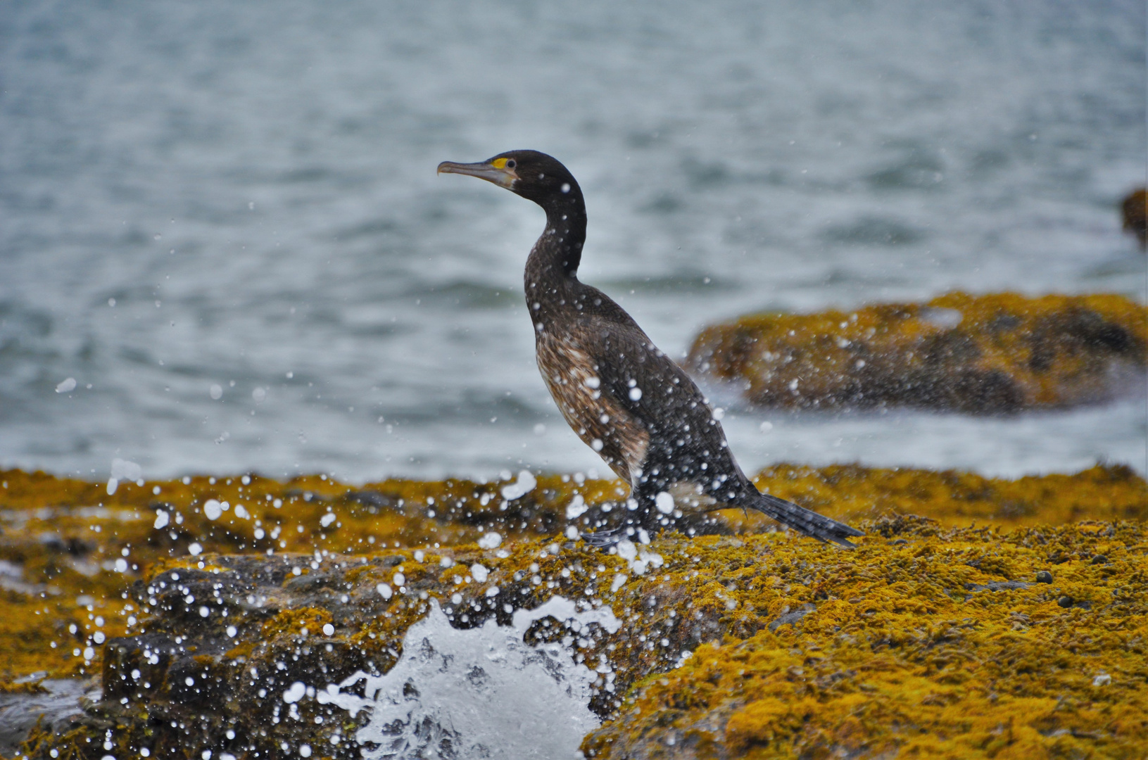 kormoran