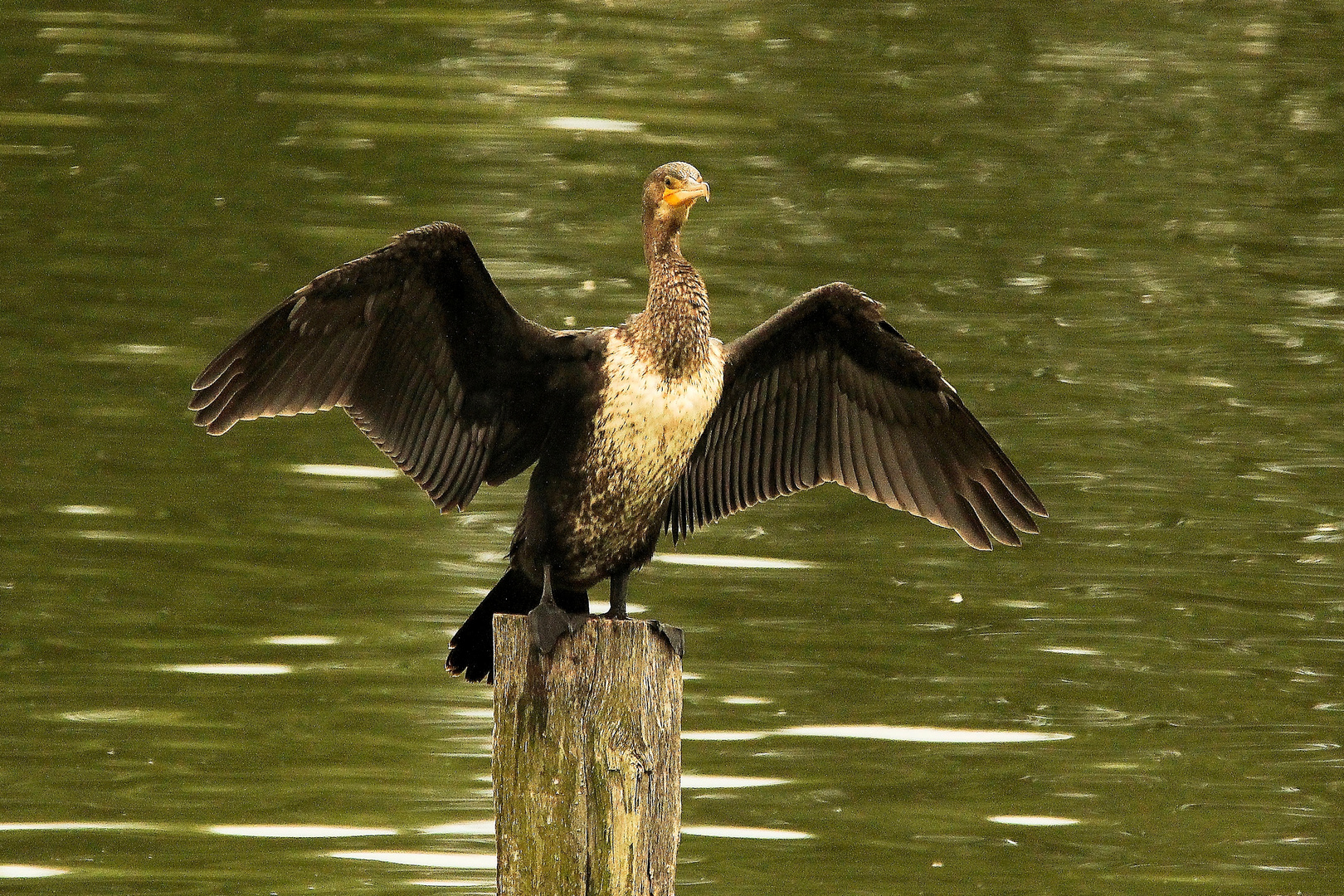 Kormoran